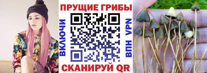 Псилоцибиновые грибы GOLDEN TEACHER  закладки  Видное 