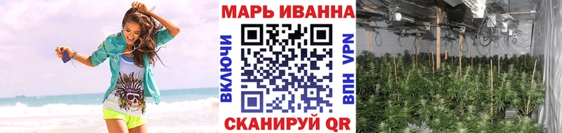 как найти наркотики  Видное  Канабис сатива 